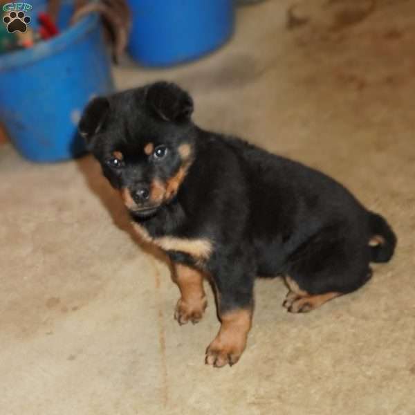 Raven, Rottweiler Puppy